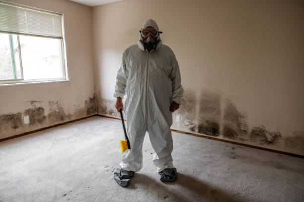 Best Black Mold Removal  in Gaithersburg, MD